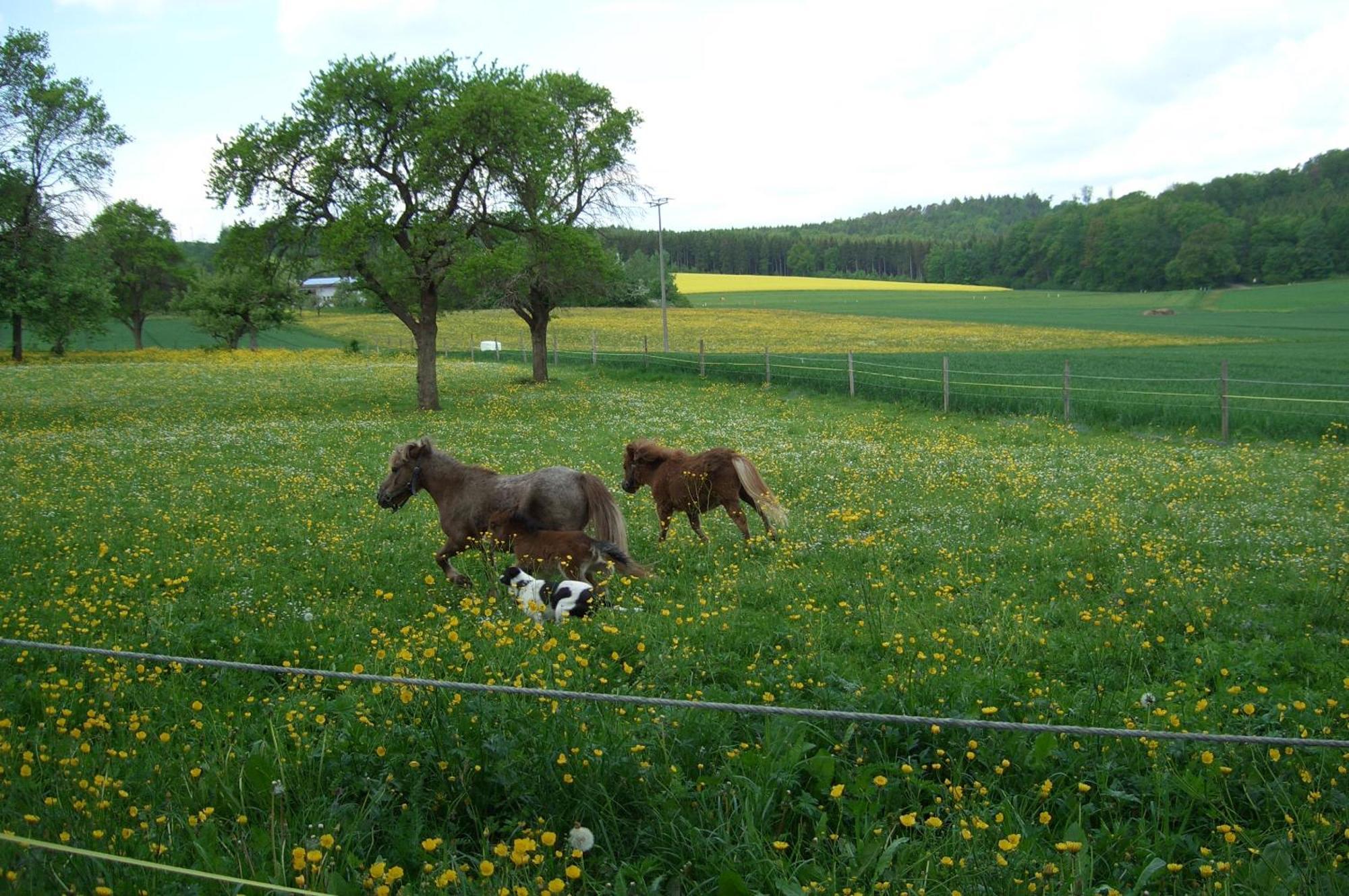 Landhotel Osswald Kirchheim am Ries Esterno foto
